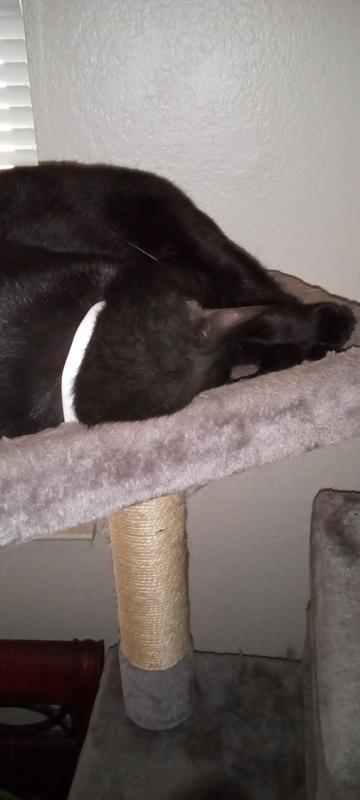 Flea collar lets my cat snooze in peace; no kicking, scratching, and chewing into his fur.