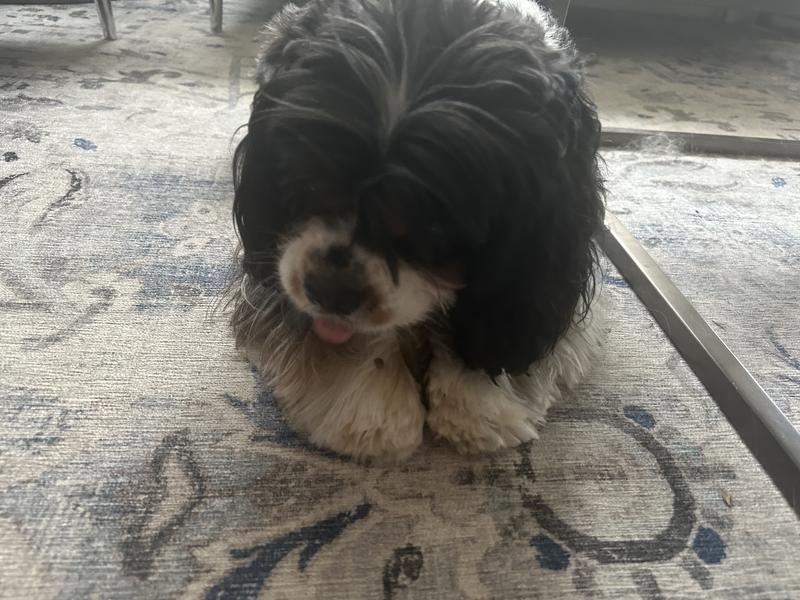 Smokeys first time eating one