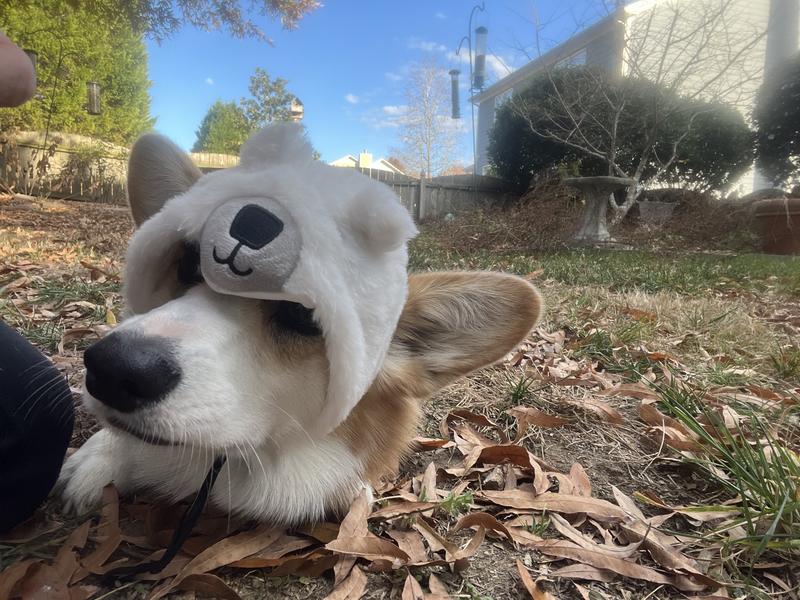 When the adorable hat slid forward with Izzy raising her ears up