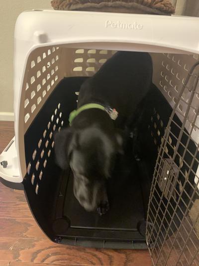 Link has room to move in his new XL kennel!