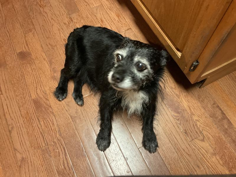 Happy, shiny dog who smells great