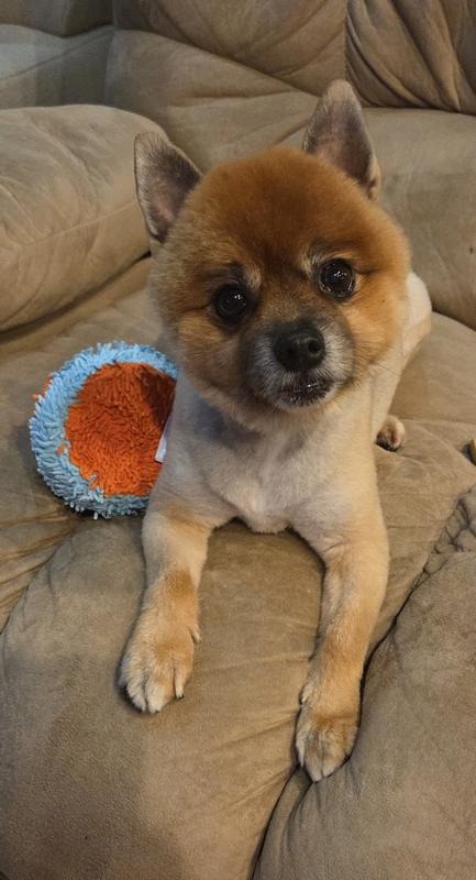 My handsome boy Jax patiently waiting for his first round of fetch for the day to begin.