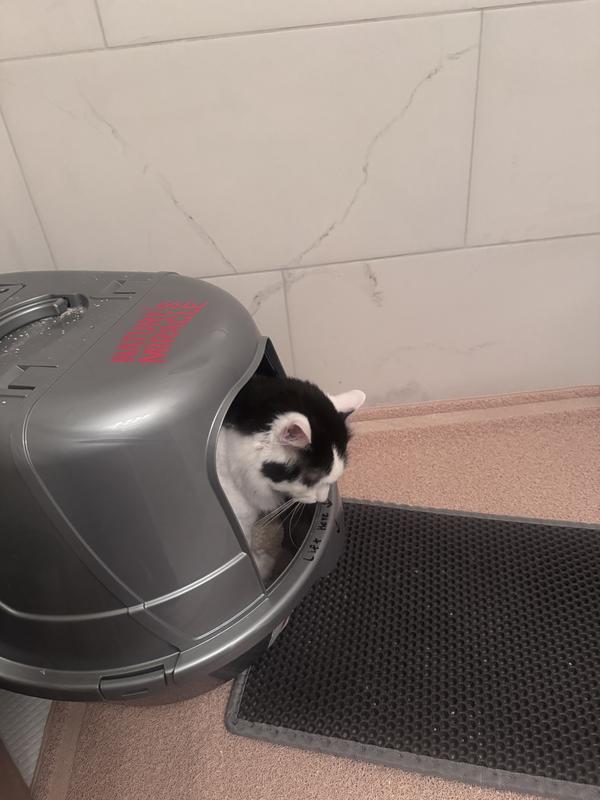 Big cat has head room