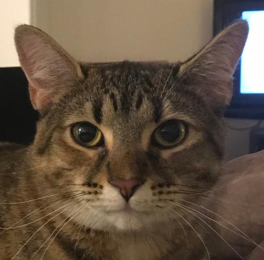 Do these have catnip in them? I'm trying to find I mouse I can convince