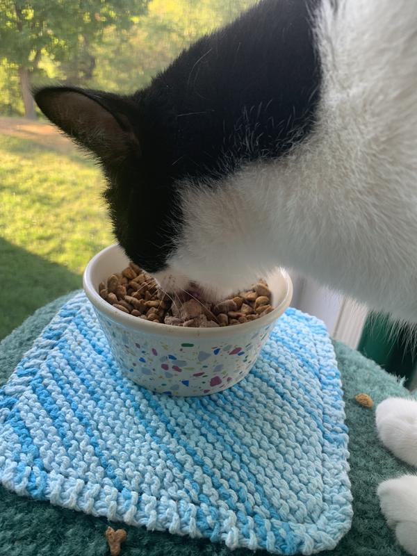 One of my cats enjoying topper on top of dry food