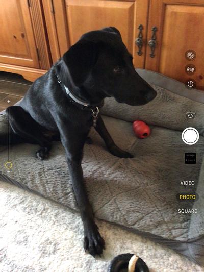 Our 10 month old lab.