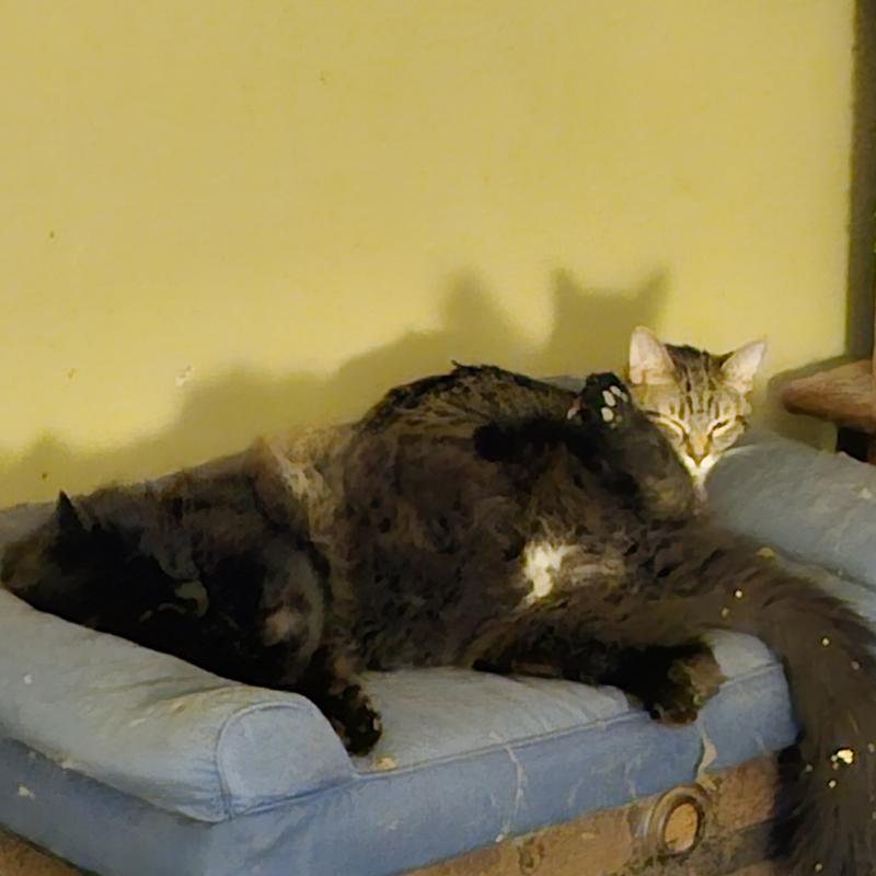 FurHaven Quilted Cooling Gel Bolster Cat & Dog Bed with Removable Cover