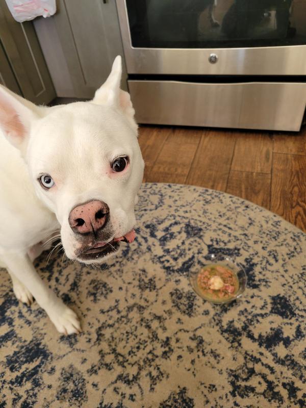 Zeke tired of waiting on me to take a picture