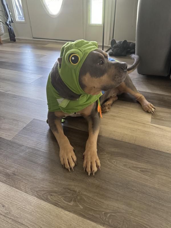 Ace the American Bully Frog