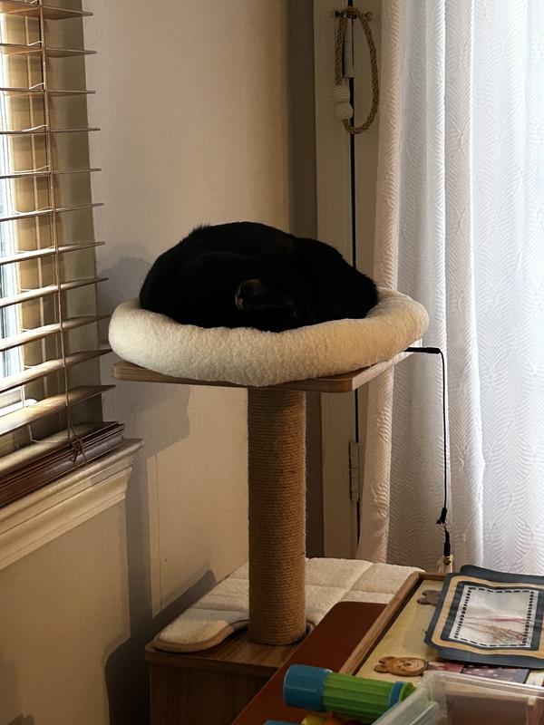 Sleeping away the day above her loyal subjects