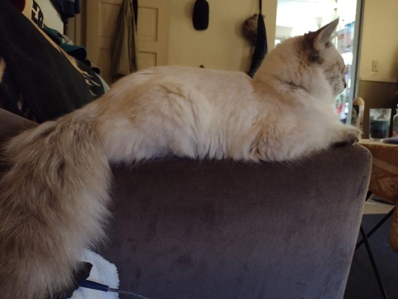 Wrm clear for cats reviews sales