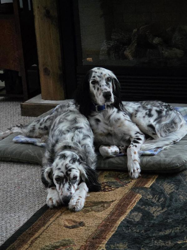 Willow & Sky