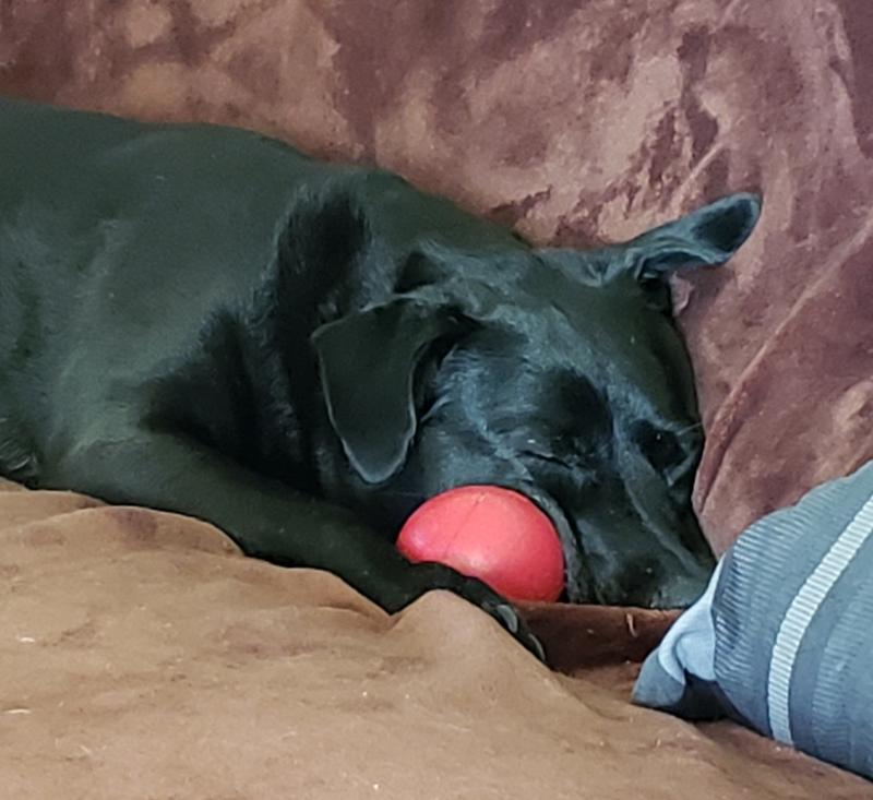 Shadow loves her Kong ball dog toys!