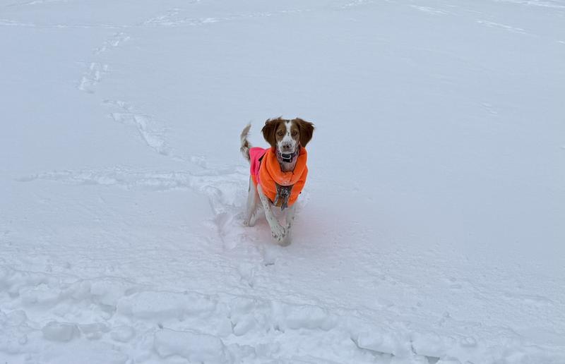 Perfect fit e-Collar for our small Brittany!