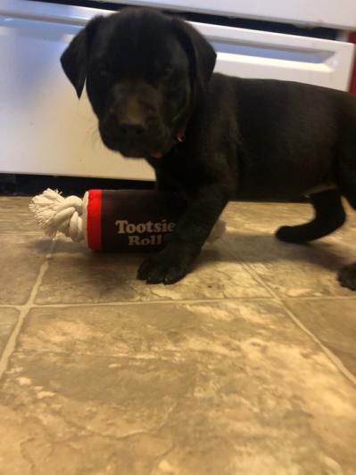 Tootsie roll dog clearance toy