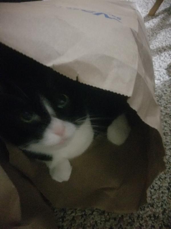 Product Reviews for TINY TIGER Catnip Craze Flavor Filled Crunchy