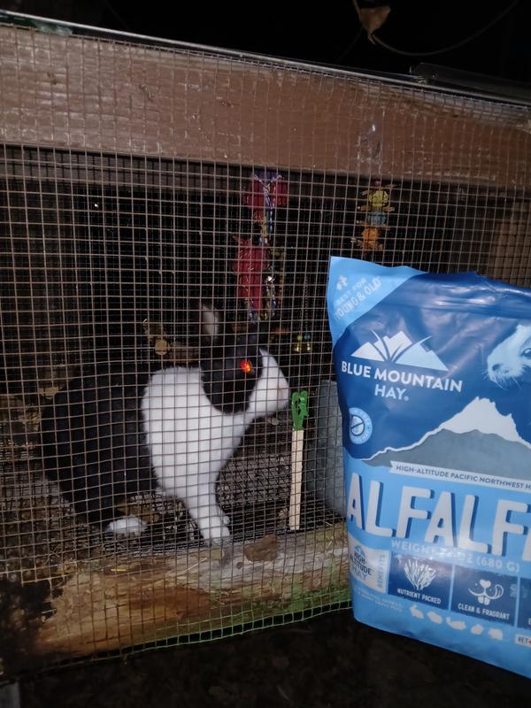 Rabbit with hay