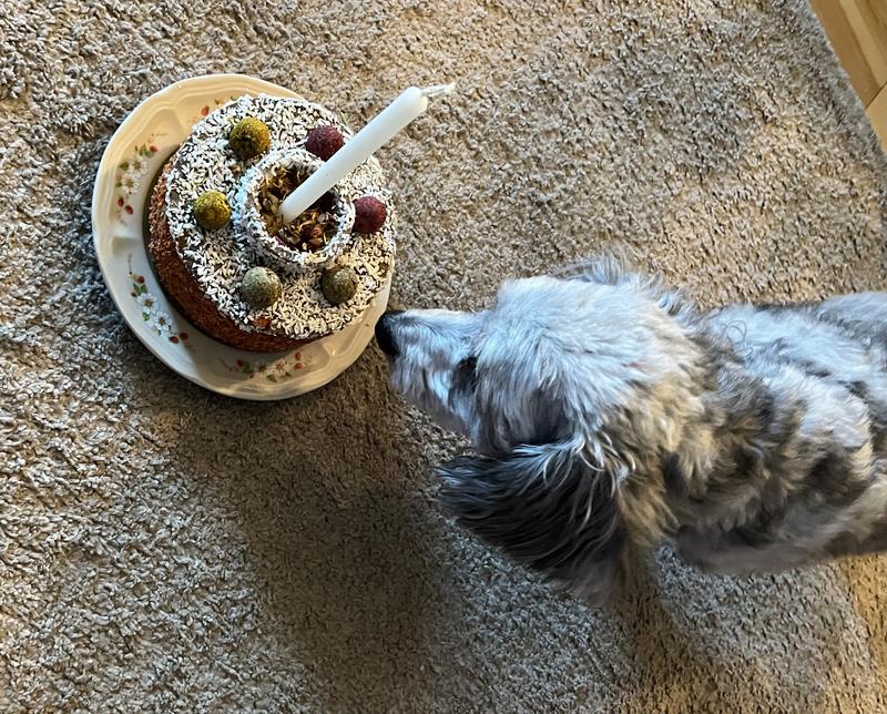 He sniffed, that was it!.