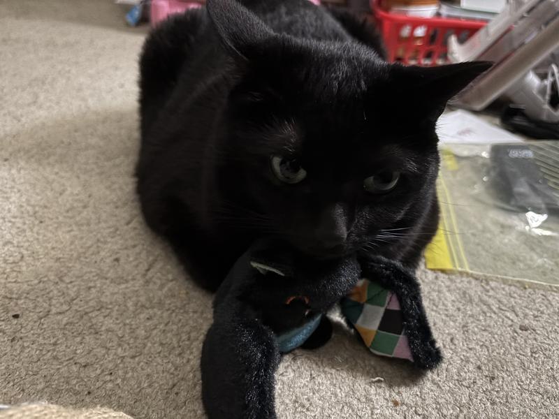 Astro with her bat toy