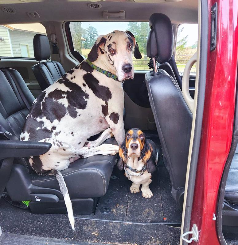 The big guy, Caine, and his puppy (Lola) wanting to go for a ride.