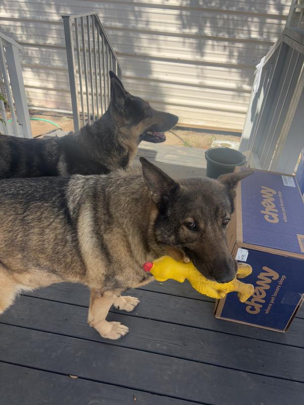 They know the food is inside ! :)