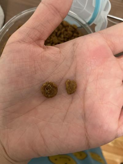 Kibble size and half size after I cut