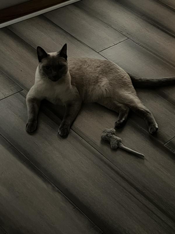 Gracie with ms mouse