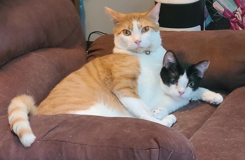 HARTZ Delectables Gravy Non Seafood Chicken Lickable Cat Treats, 1.4oz