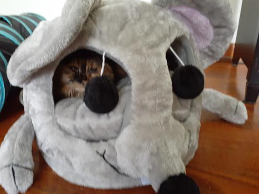 TRIXIE Lukas Cuddly Cave Cat Bed - Chewy.com