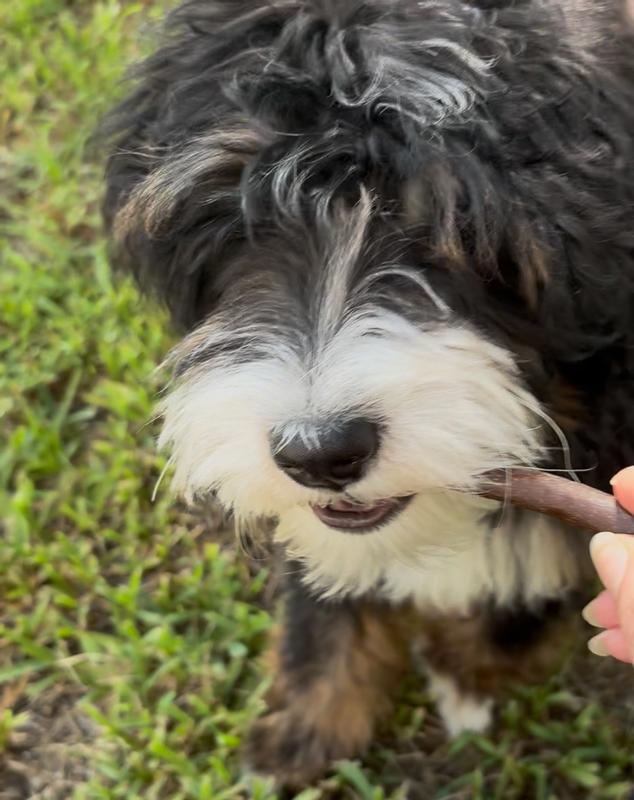 Ahsoka luvs puppy mini chews!