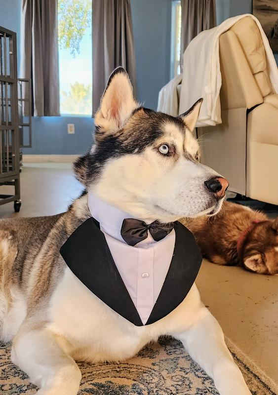 My gentleman pup deserves the very best.