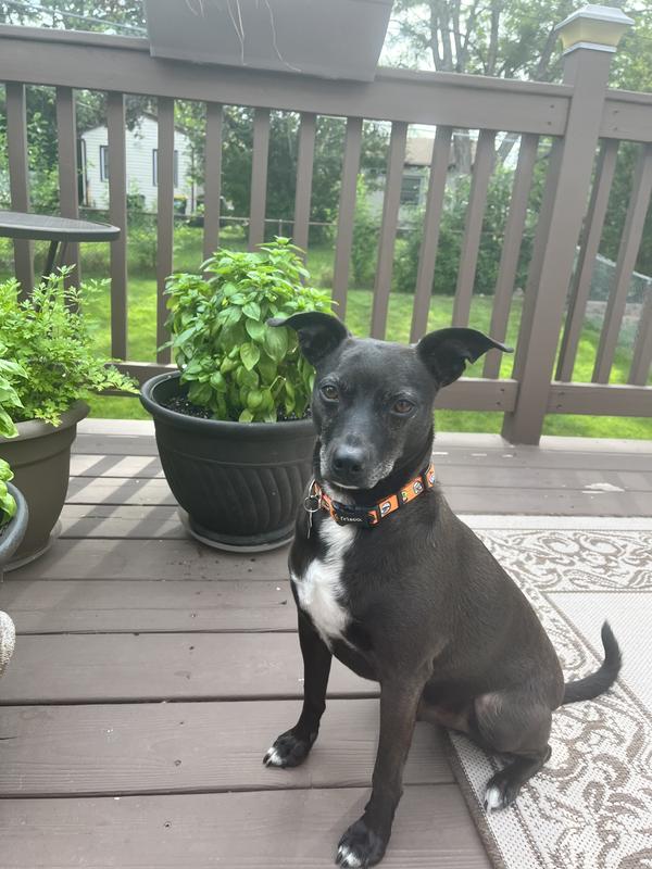 Mr Dante loves his new collar.