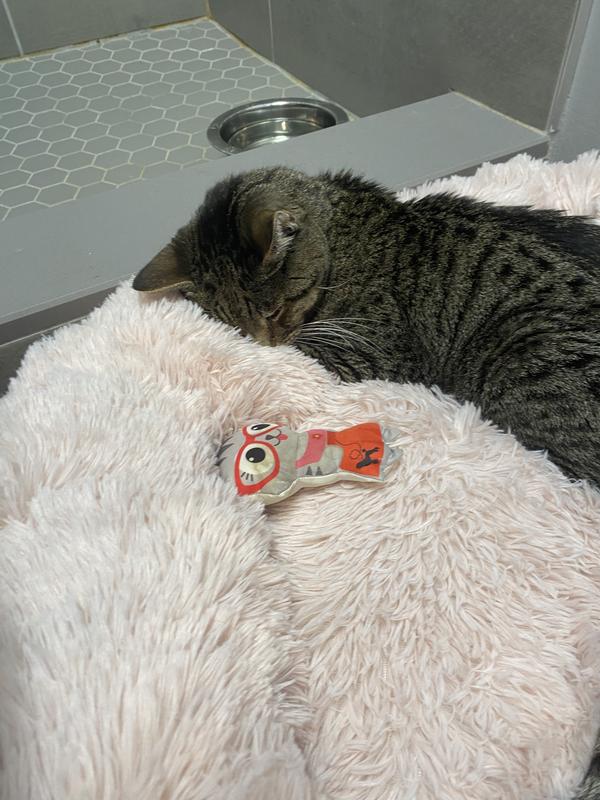 Mark Senior cat just loves how it hugs him and keeps him safe and warm.