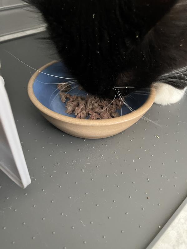 Koko the male is more like a dog than a cat.