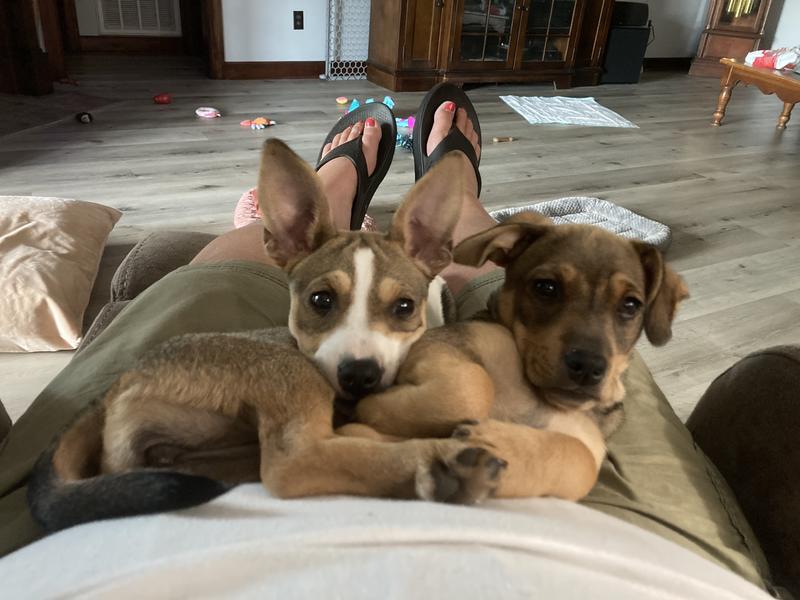 My 2 monkeys love’um!!