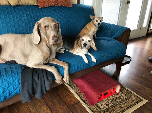 Lucy and her pals happily installed on the couch