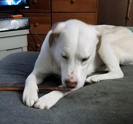 Marley enjoying a bully stick.