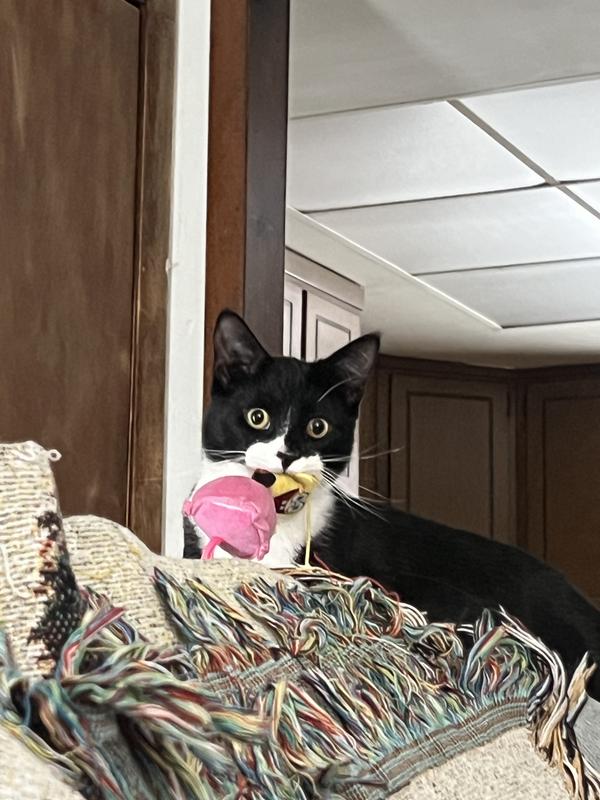 A tuxedo cat sitting on top of a couch with a spongebob cat toy in his mouth.