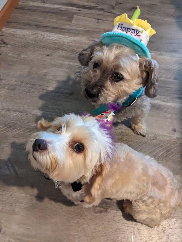 it's hard to make her cuter but mission accomplished