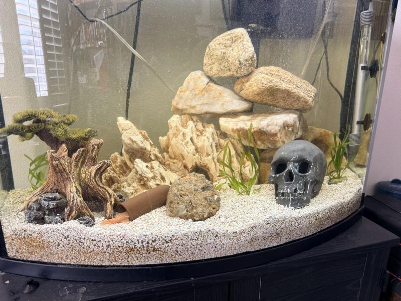 Plants placed in my tank