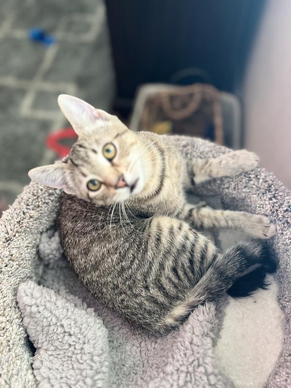 Happy kitty!!