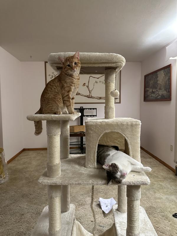 Duality of Cat