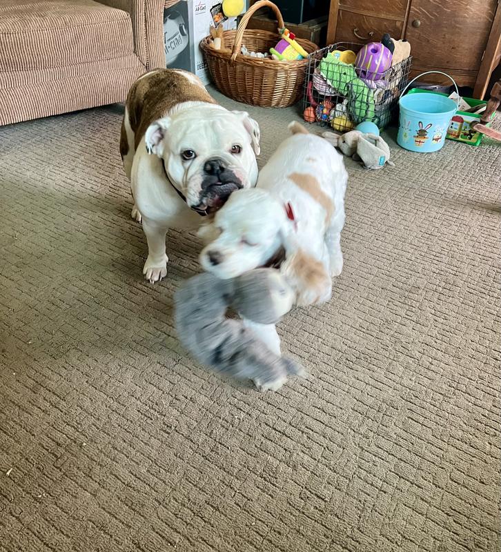 Rio playing keep-away