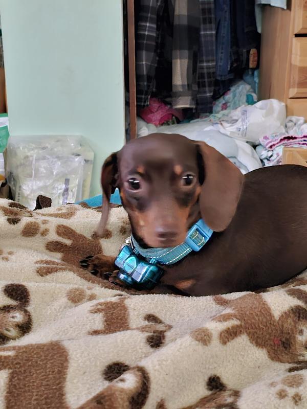 Daphne is my 7 pound chocolate miniature dachshund