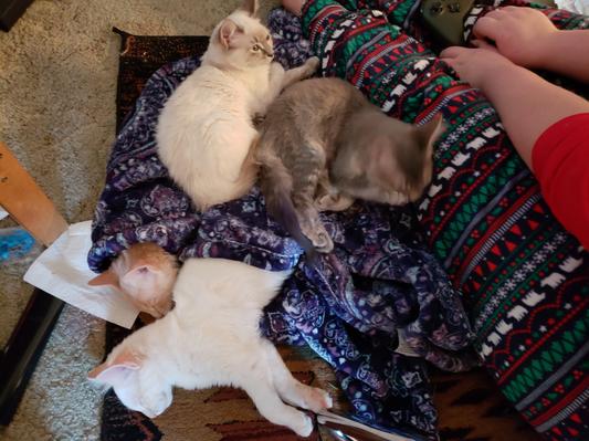 Kitty-pillers. Castiel(f),Dean(m) Sam(f), & Bobby(m)