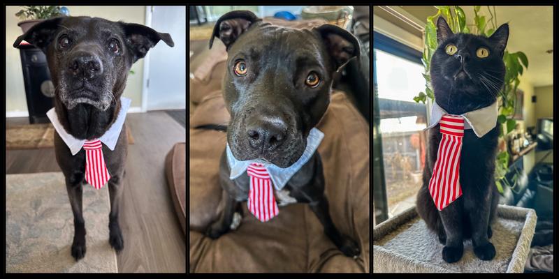 They are ready for their interviews