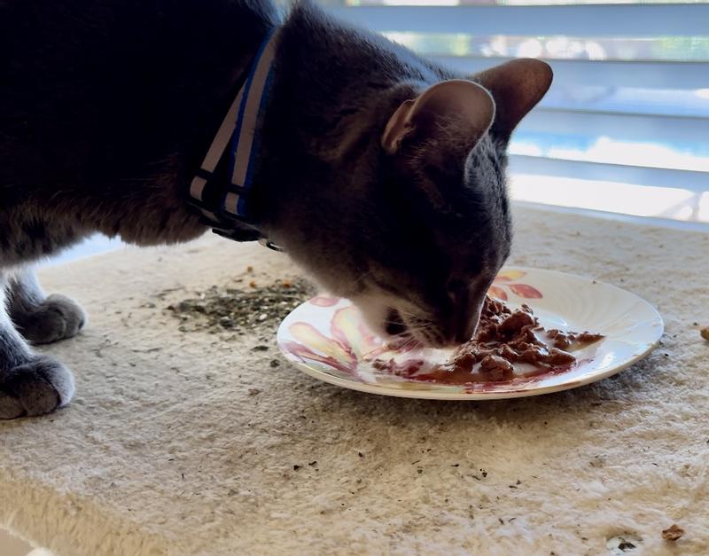 Review of Temptations Wet Cat Food