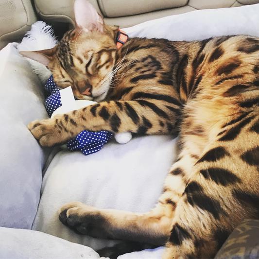 Royal canin bengal review hotsell