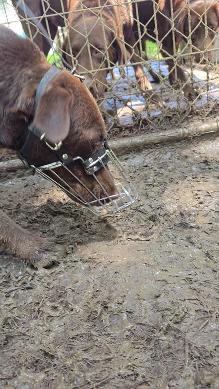I couldnt get a good picture of my dog but he is a full grown chocolate lab and this fit him perfectly