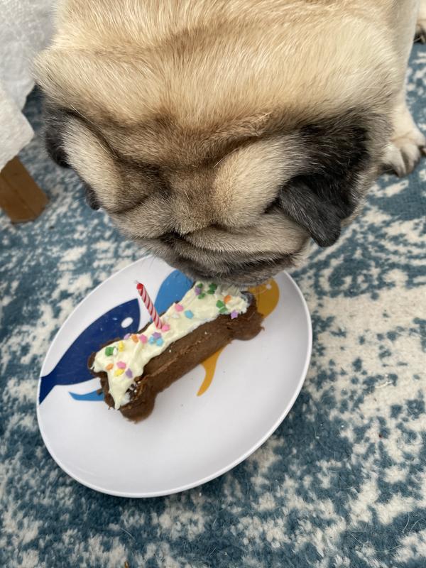 Mo is 11! and loves his Chewy cake. The hat not so much.